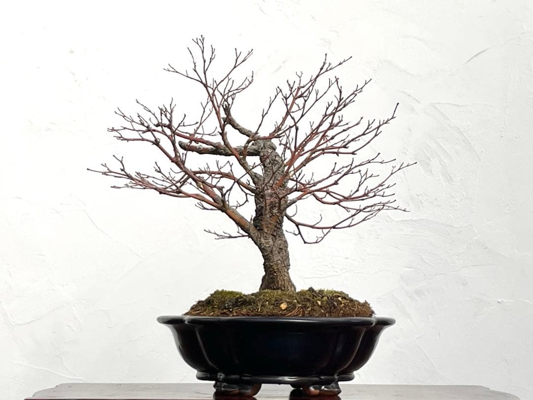 三河盆栽　荒皮もみじ　盆栽