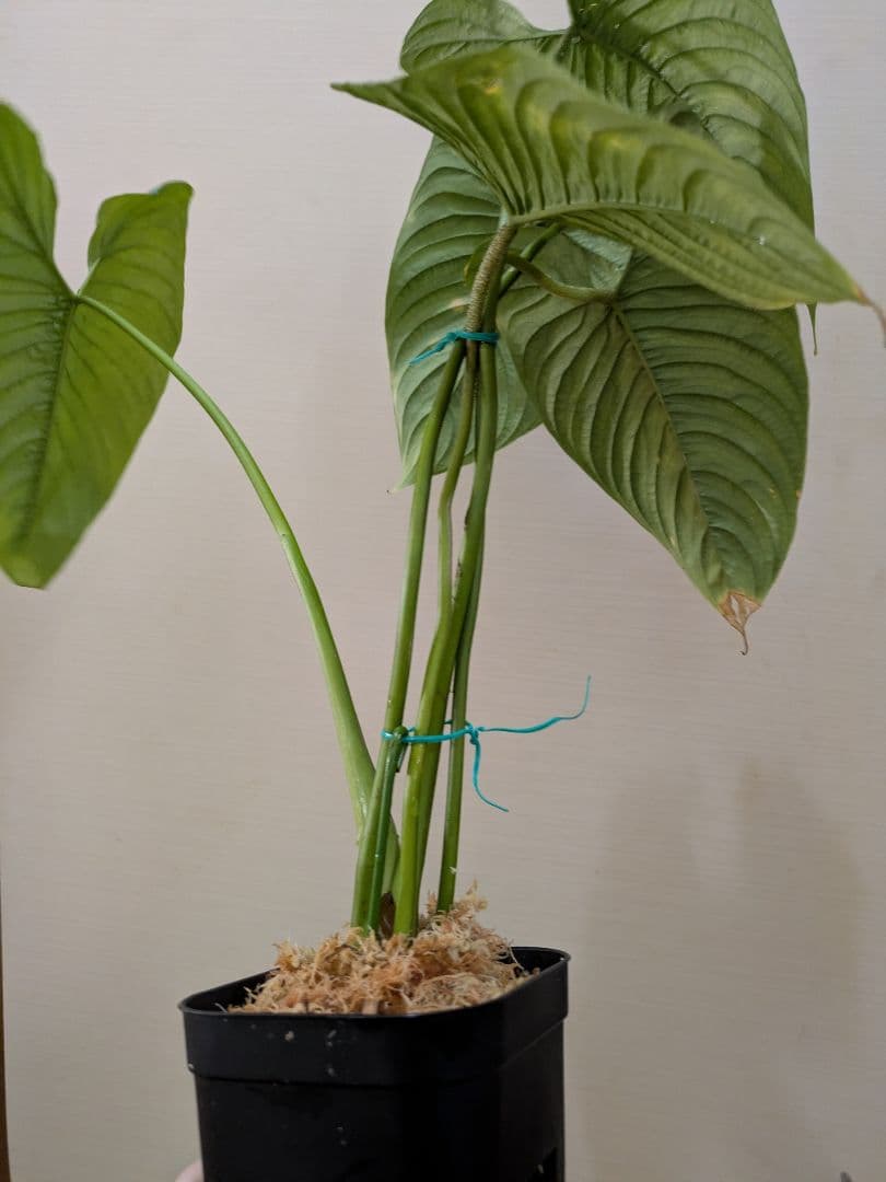 Philodendron furcatum フィロデンドロン　レア品種