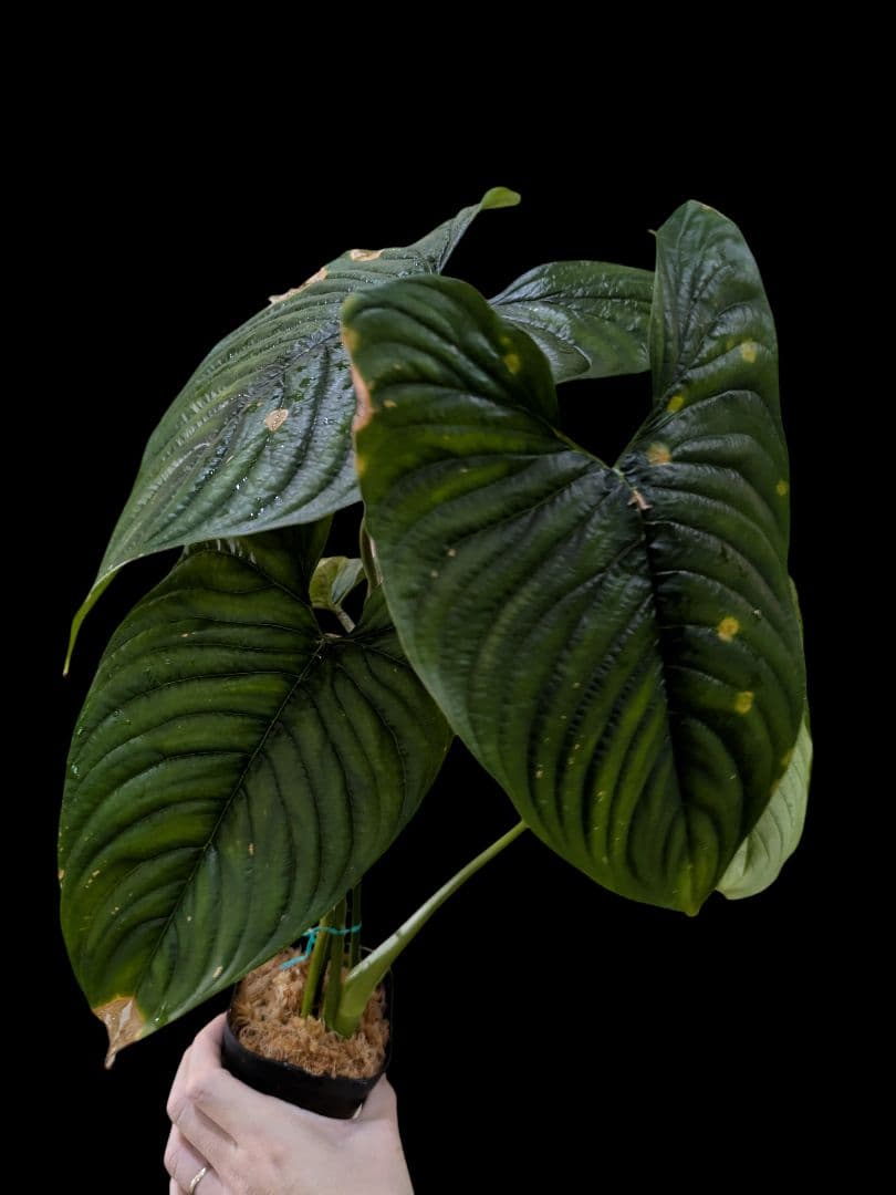 Philodendron furcatum フィロデンドロン　レア品種