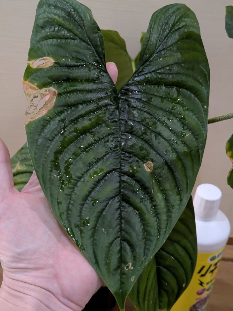Philodendron furcatum フィロデンドロン　レア品種