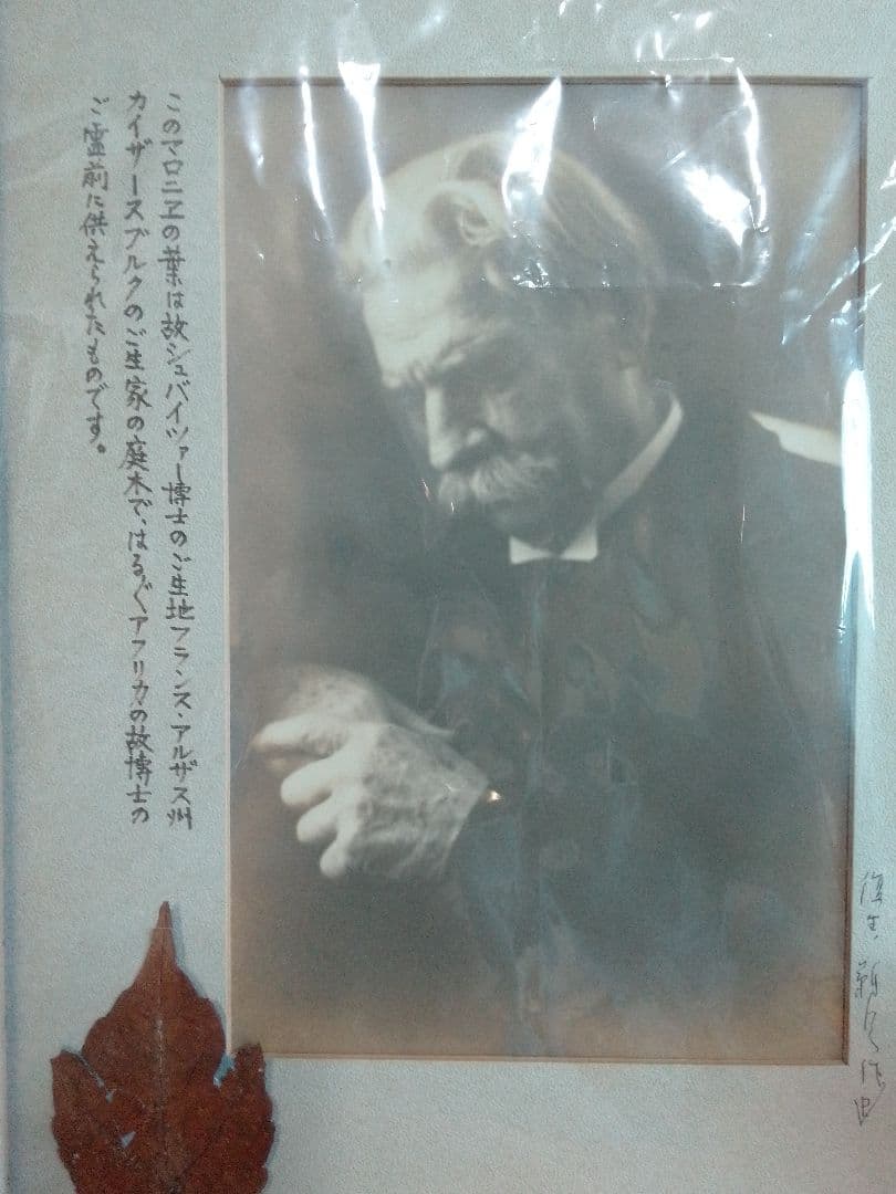 ノーベル賞 シュバイツァー博士 生誕地 カイザースブルク 生家 マロニエの葉