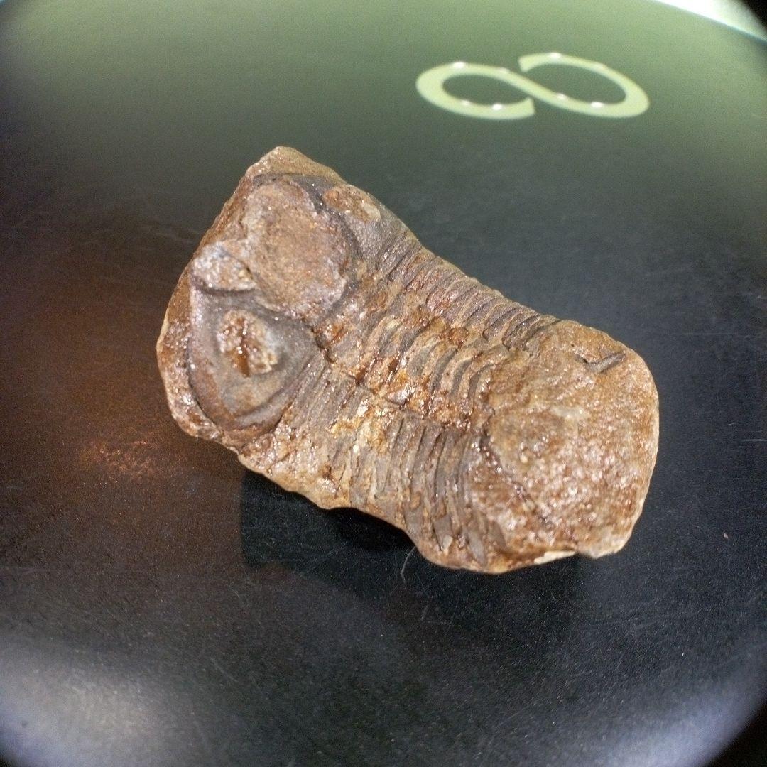 三葉虫　化石　fossil　ボリビア産　trilobite　ノジュール判別⑨