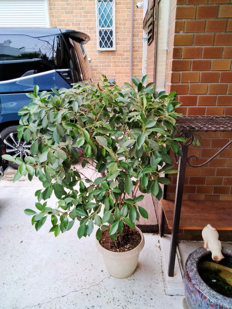 無農薬 21年生 落葉樹 70×120cm 白い鉢