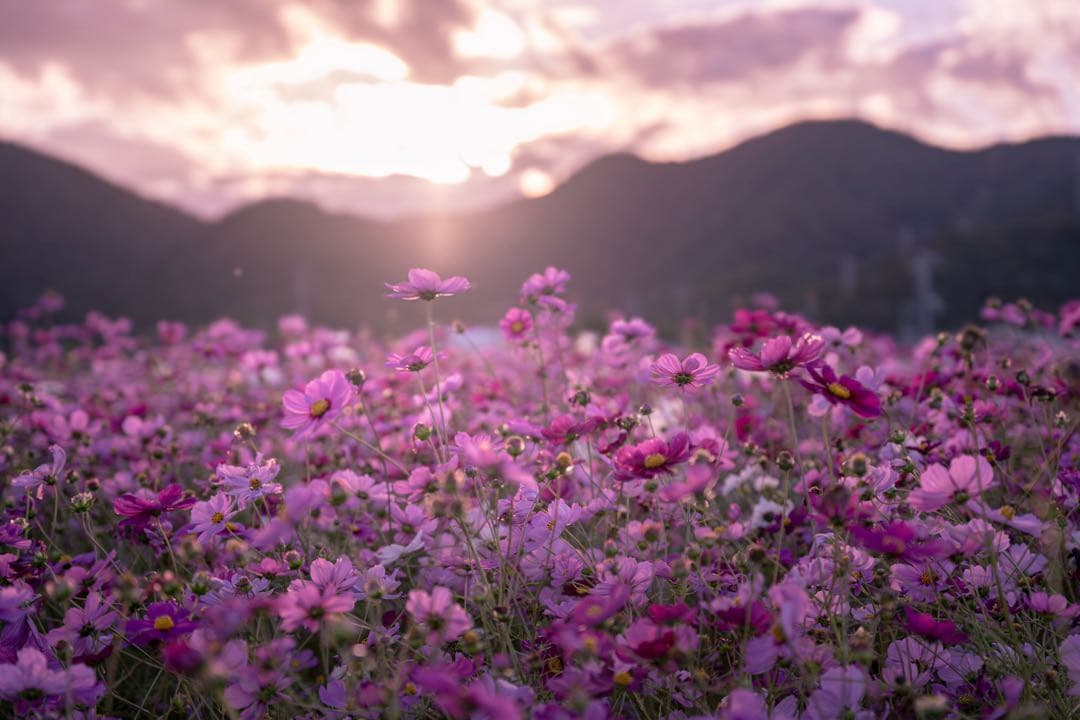 SIGMA 24-70mm F2.8 (eマウント用)