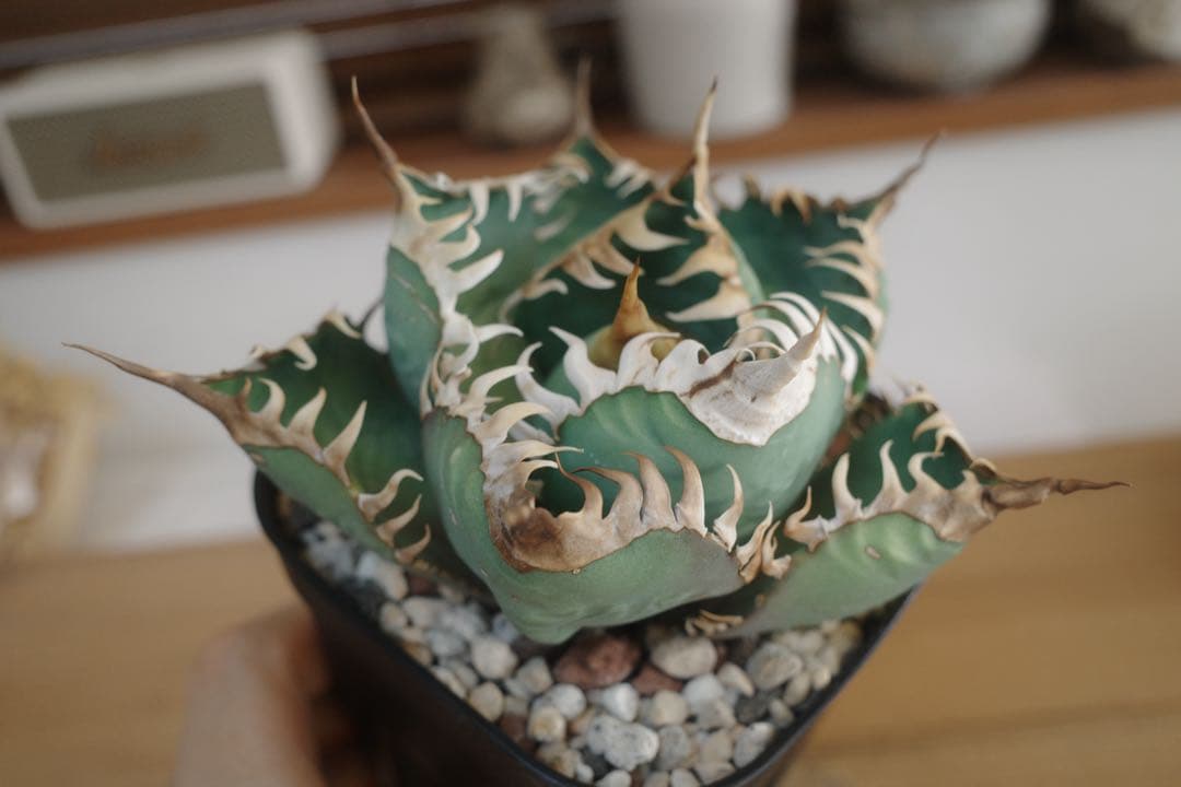 ★現状ラスト★【発根済子株】アガベ　オテロイ　オアハカ現地実生