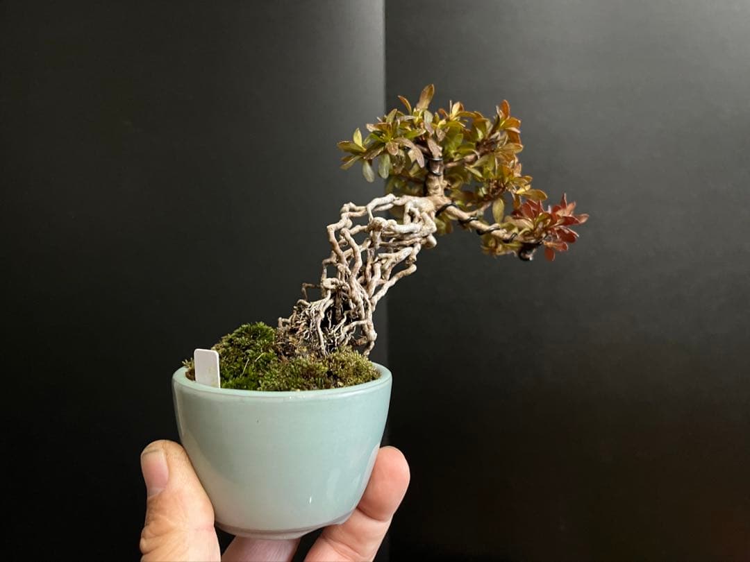 皐月盆栽　彩　根上がり　小品盆栽　根芸　花芽あり　(検索用　サツキ、花物)