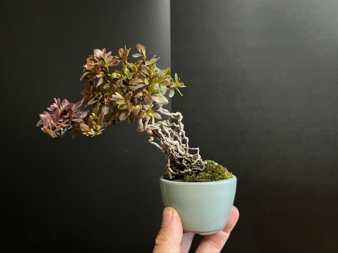 皐月盆栽　彩　根上がり　小品盆栽　根芸　花芽あり　(検索用　サツキ、花物)