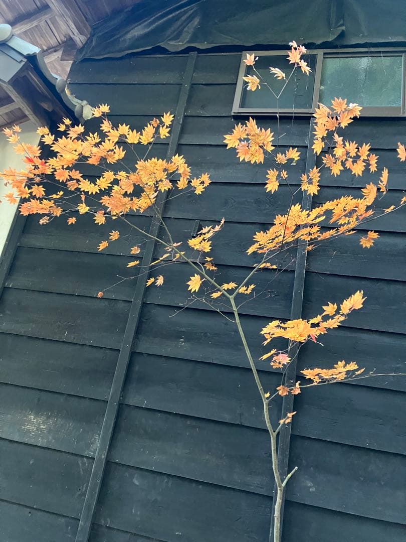 400 山採り　コハウチワカエデ