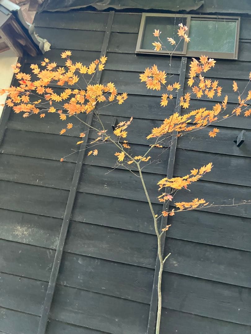 400 山採り　コハウチワカエデ