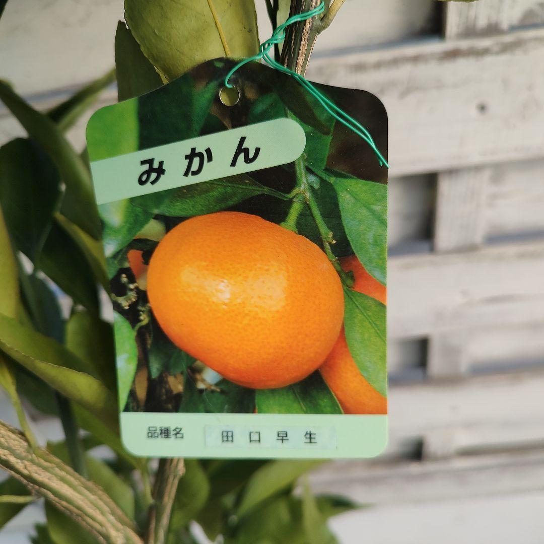 ウサキチさま専用出品 田口早生 3年生