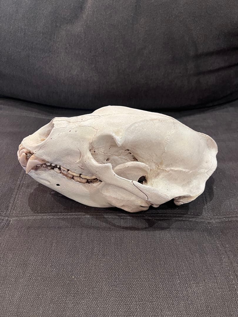 ツキノワグマ 熊 頭骨 頭蓋骨 骨格標本