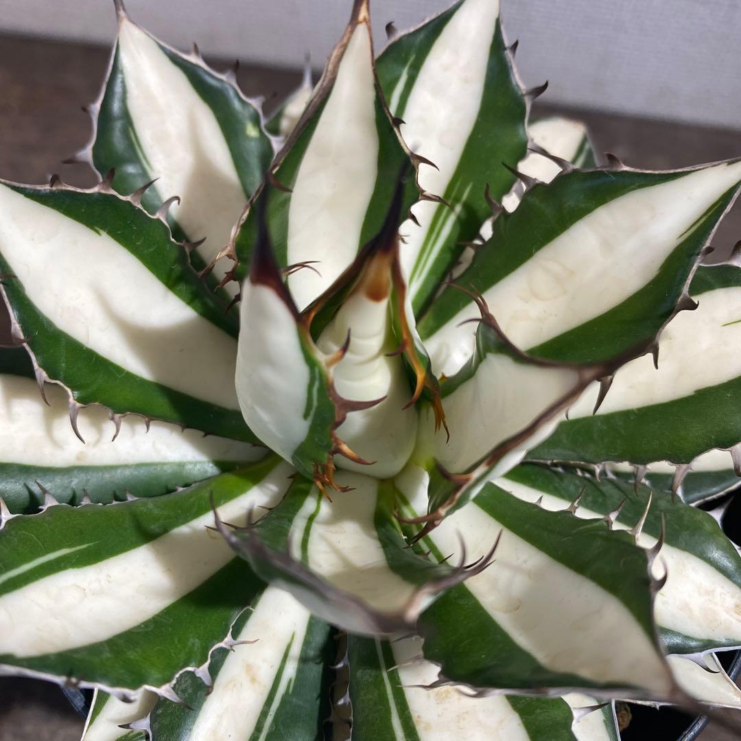 アガベ　ホリダ白中斑入　極上2