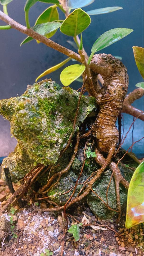 激レア！ガジュマル 盆栽 石抱き　奄美大島産　③