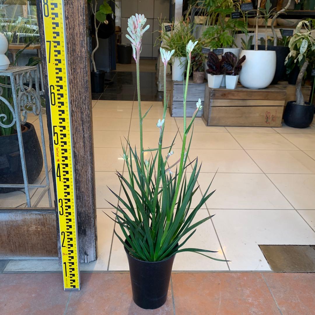 のこのこ　カンガルーポー3点