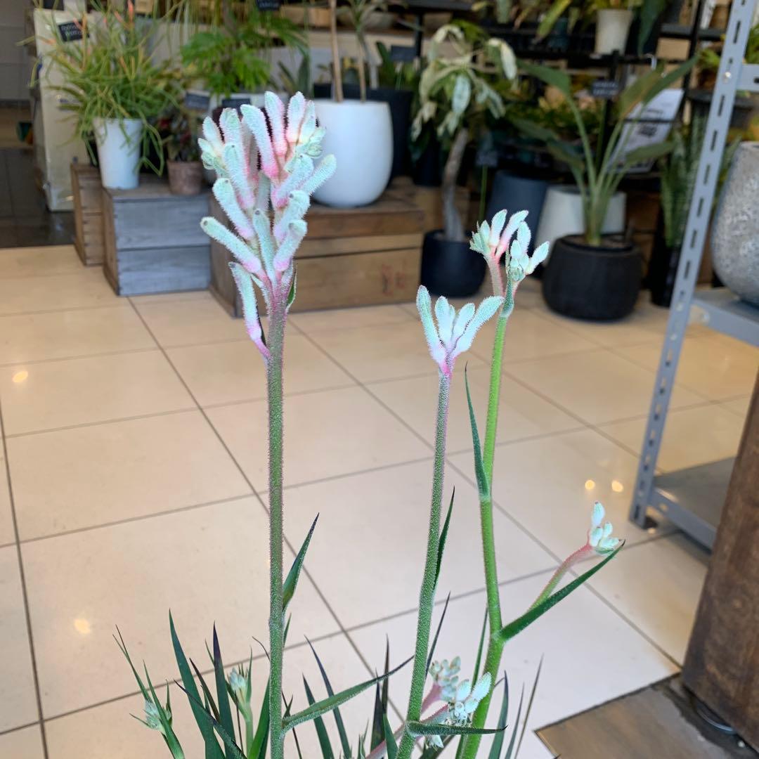 のこのこ　カンガルーポー3点