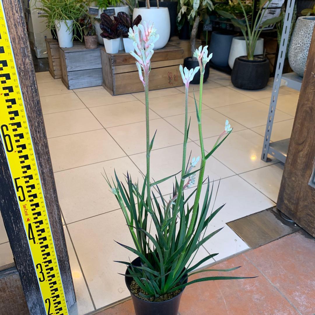 のこのこ　カンガルーポー3点