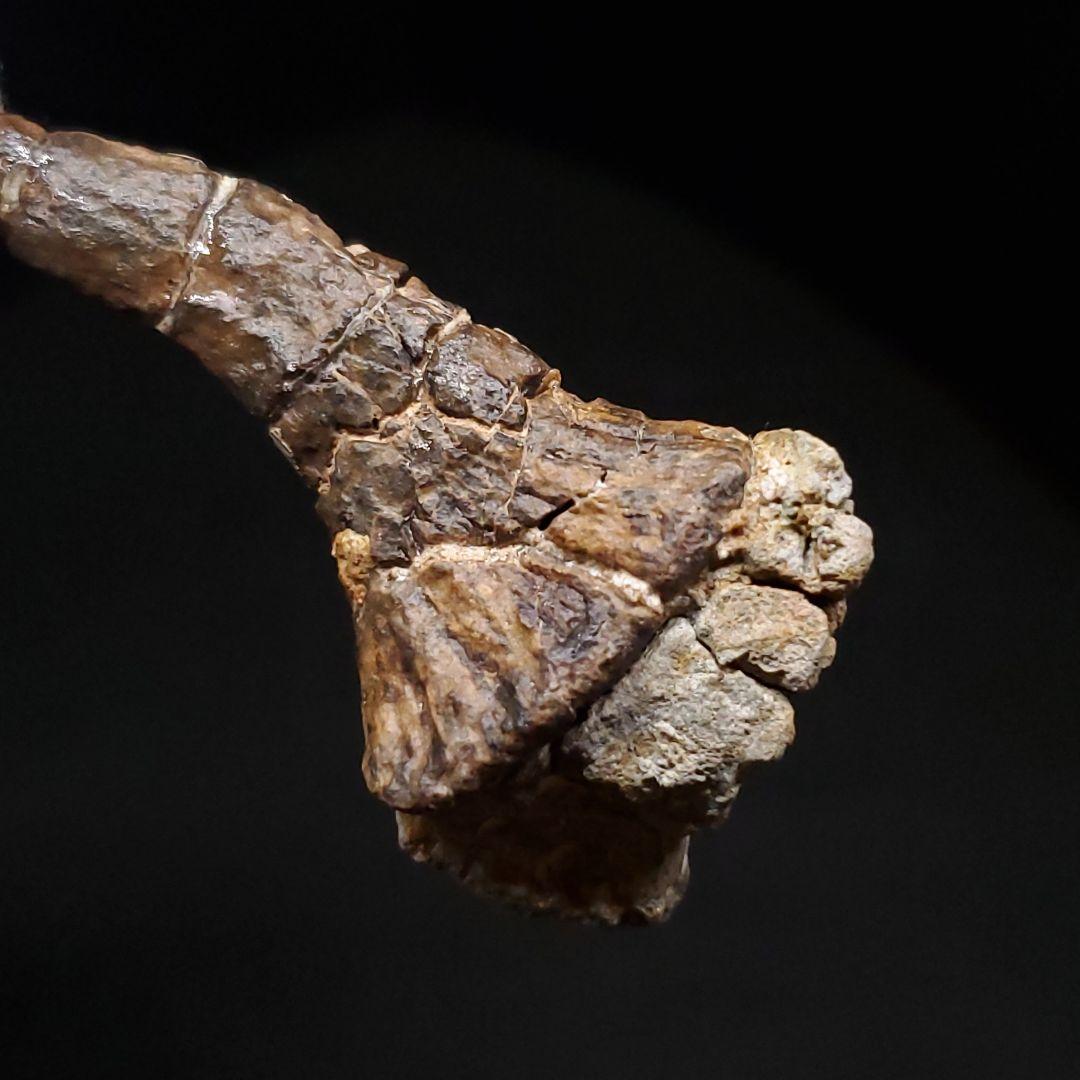 オンコプリスティス 歯 化石 本物 モロッコ産 57.50mm fr103