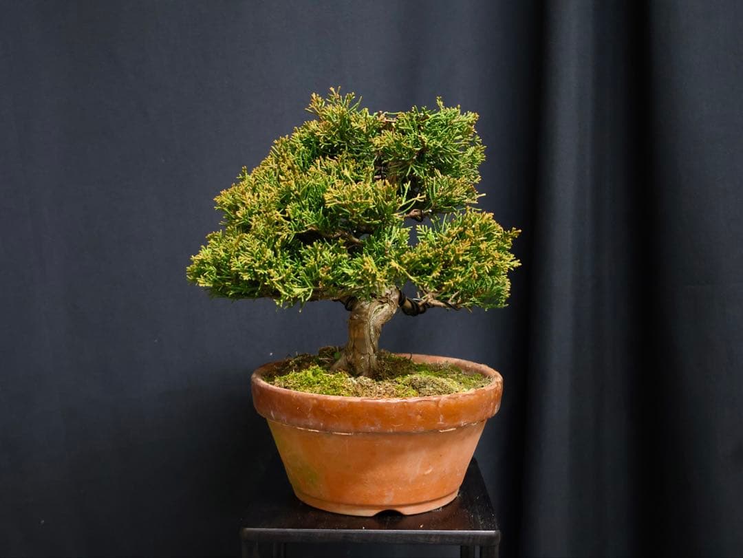 し*ほ様 フォロワー300人記念オークション 真柏　葉性抜群　小品盆栽　流れ良