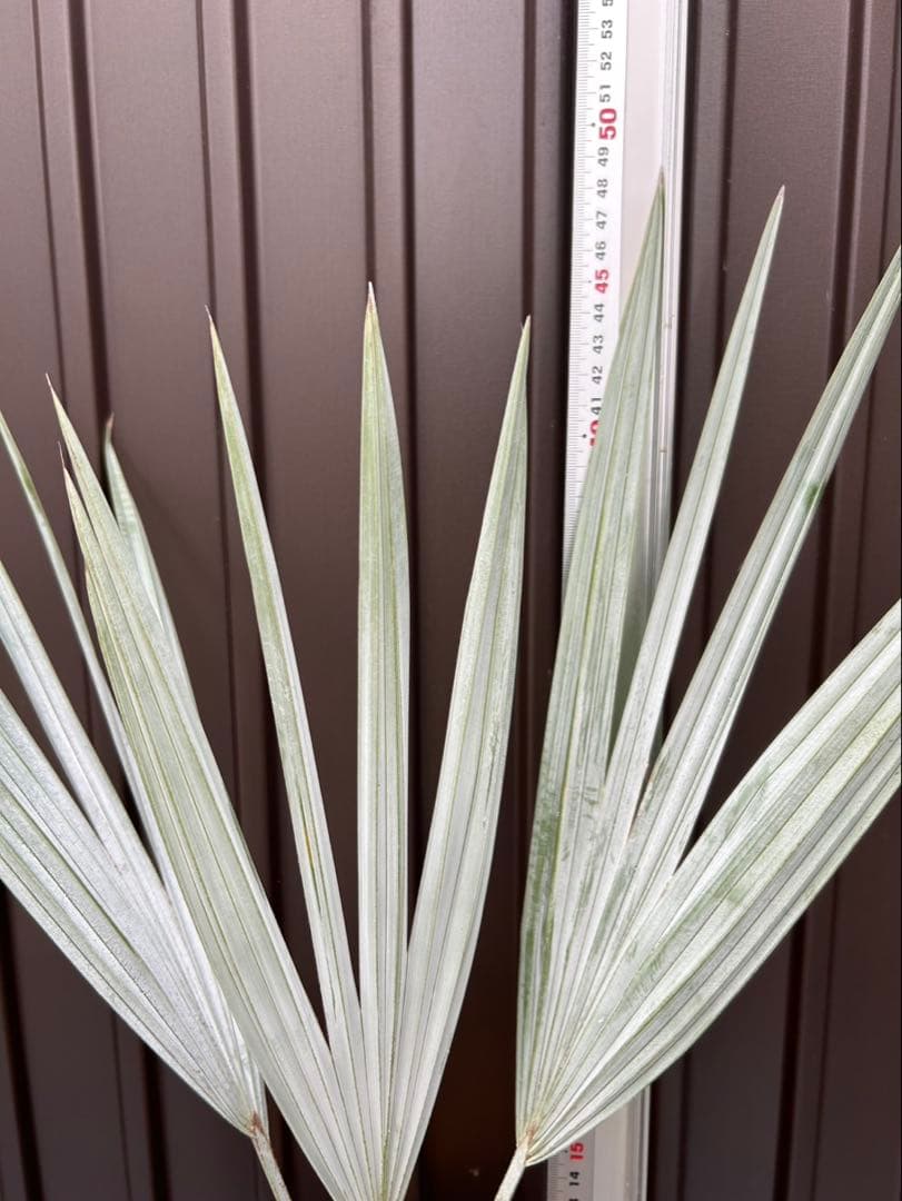 ブラヘア アルマータ V 特白個体