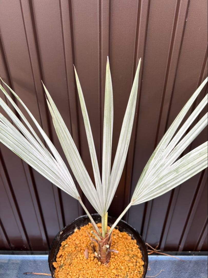 ブラヘア アルマータ V 特白個体