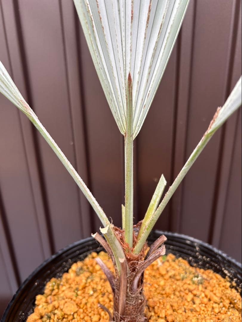 ブラヘア アルマータ V 特白個体