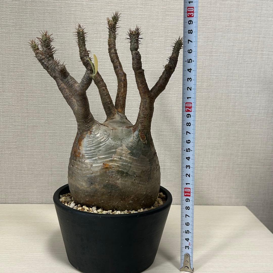 パキポディウム・グラキリス③　発根済み　現地球