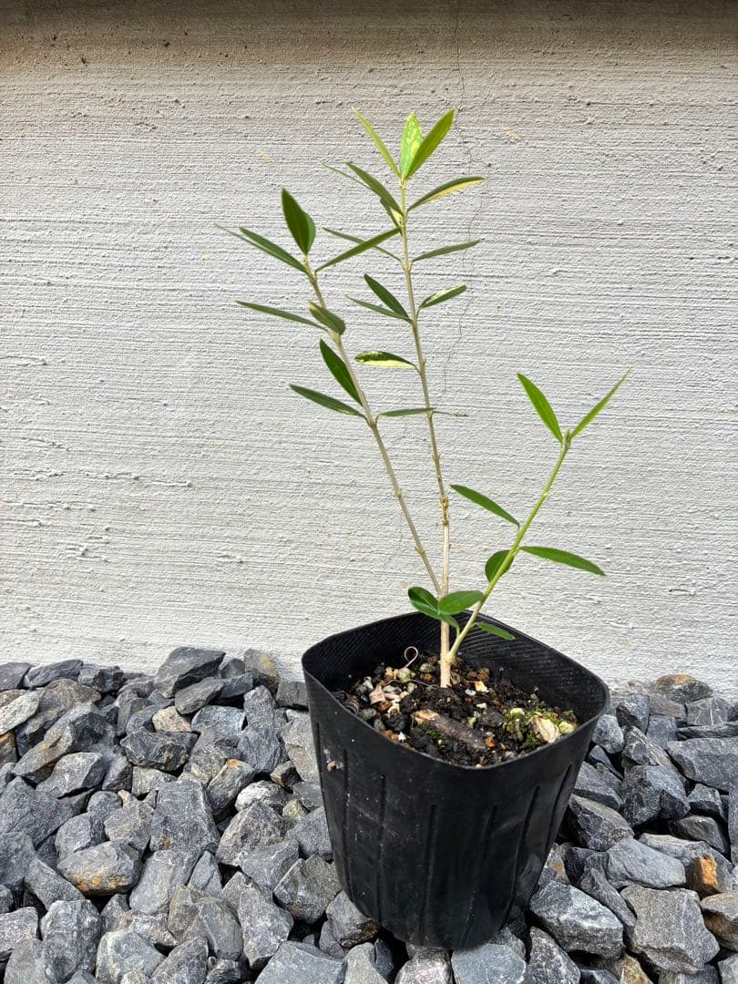 斑入りオリーブ苗　④