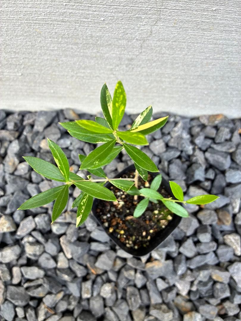 斑入りオリーブ苗　④