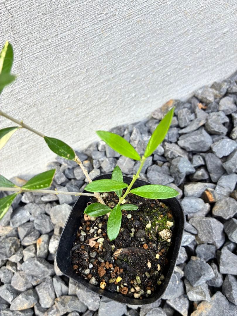 斑入りオリーブ苗　④