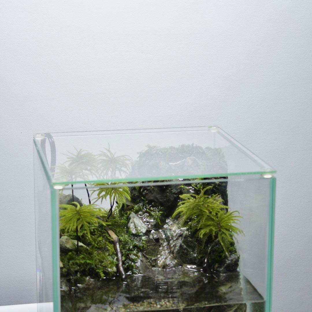 初めてのアクアテラリウム　No.8　パルダリウム　イモリウム　20cm水槽