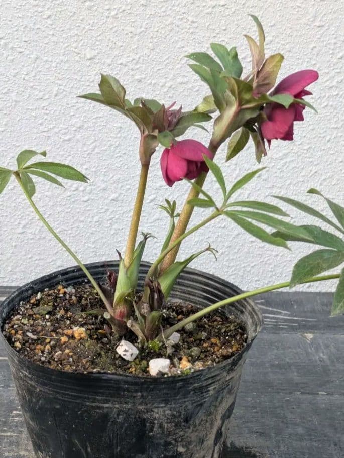 広瀬園芸 クリスマスローズ レッドリバーシブルDD｜内黒赤×裏ワインレッド