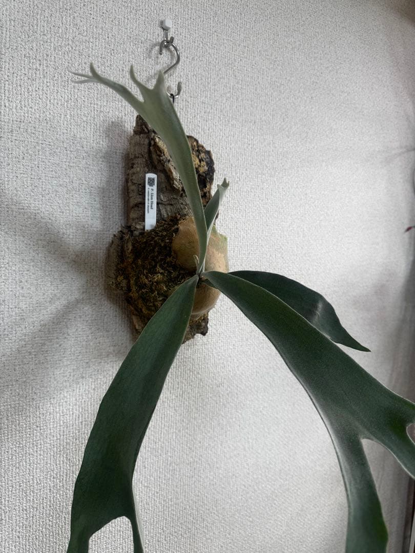 P. Lion Head ライオンヘッド　ビカクシダ　株分け　OC コルク