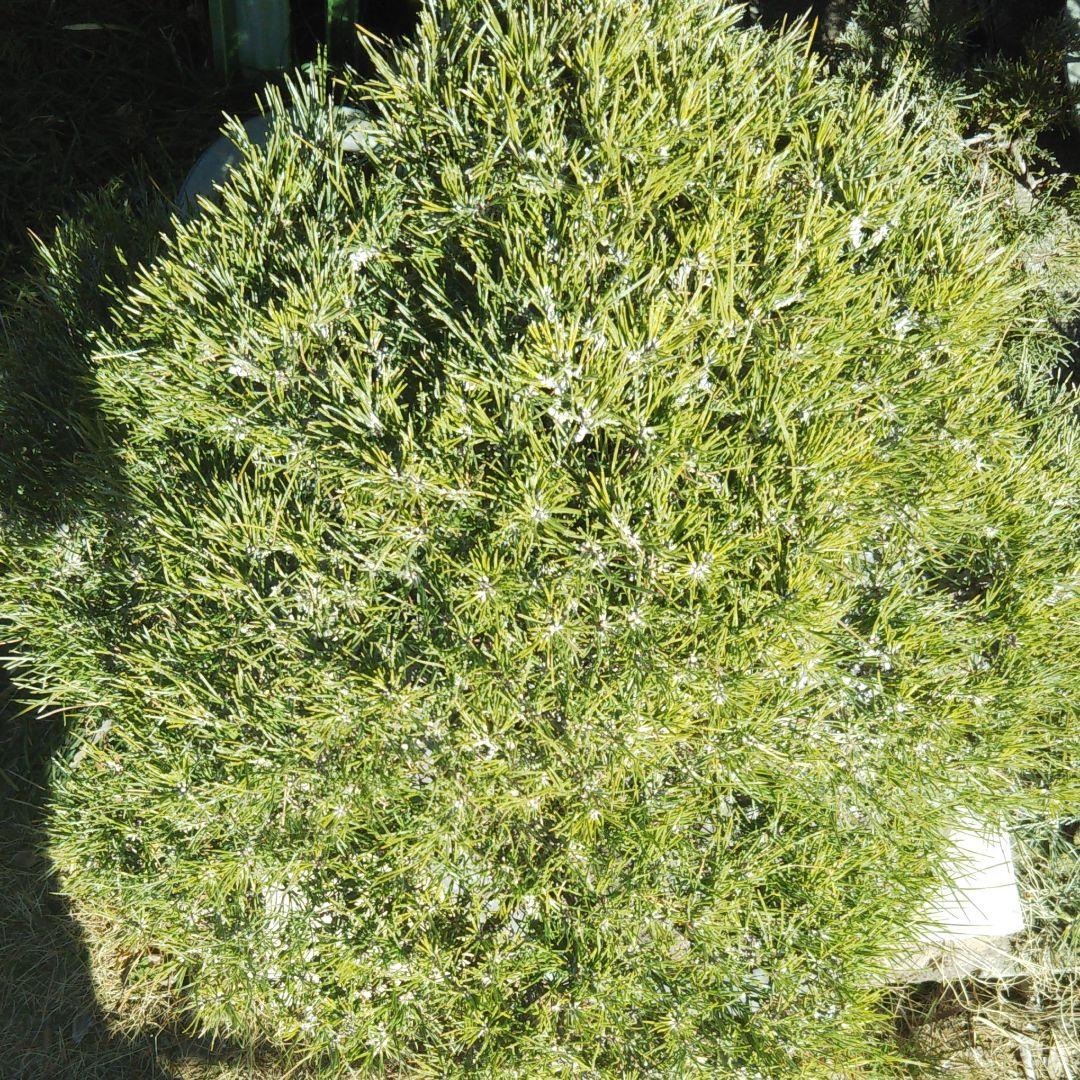 時代物 四国黒松 大品 根あがり盆栽 購入してから41年経過