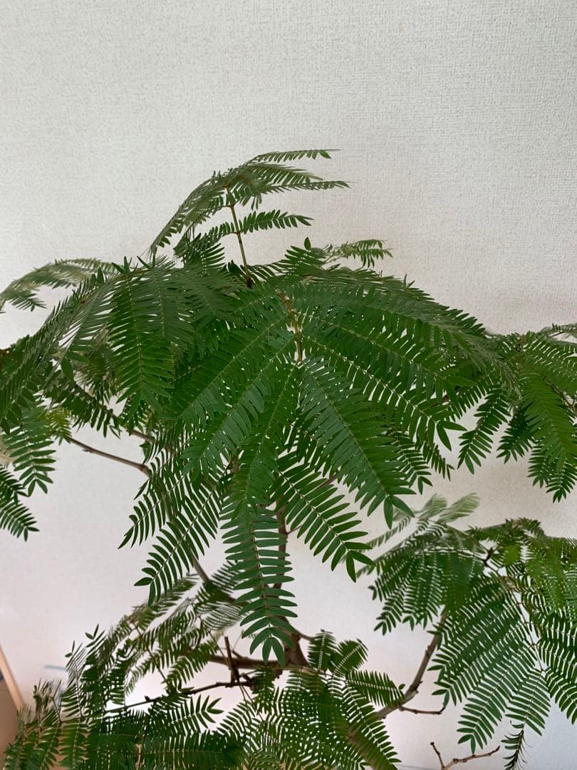 M*K様 エバーフレッシュ　美樹形　130cm