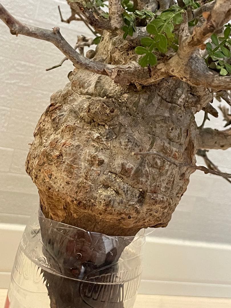 【2025年3月20日入荷 新鮮株③】オペルクリカリア パキプス ベアルート