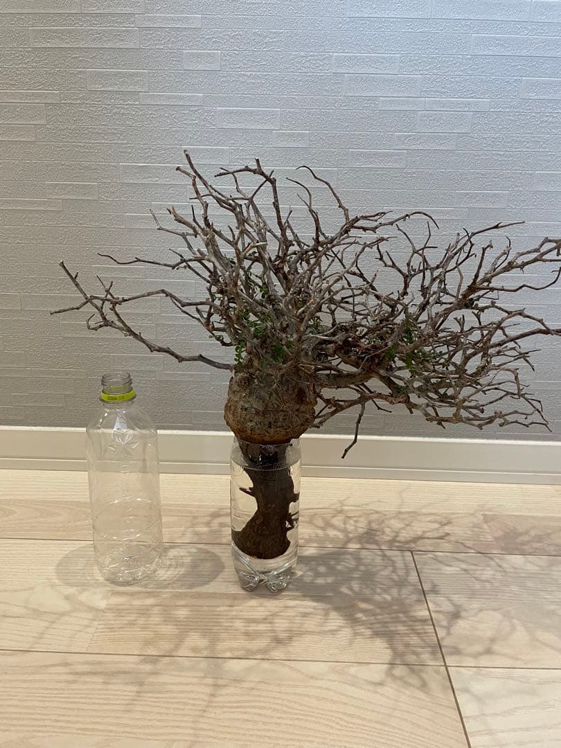 【2025年3月20日入荷 新鮮株③】オペルクリカリア パキプス ベアルート