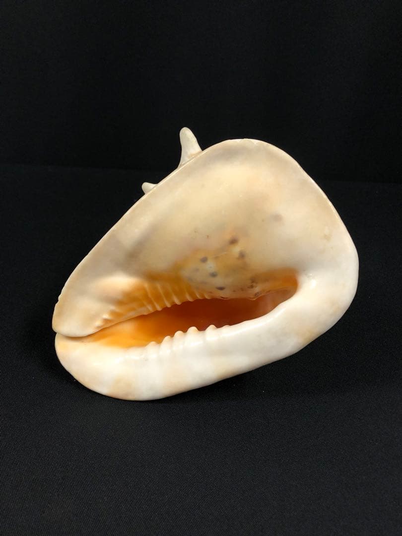 トウカムリガイ＊貝殻＊置物＊インテリア