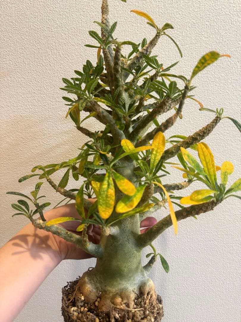 激太　ドルステニアギガス