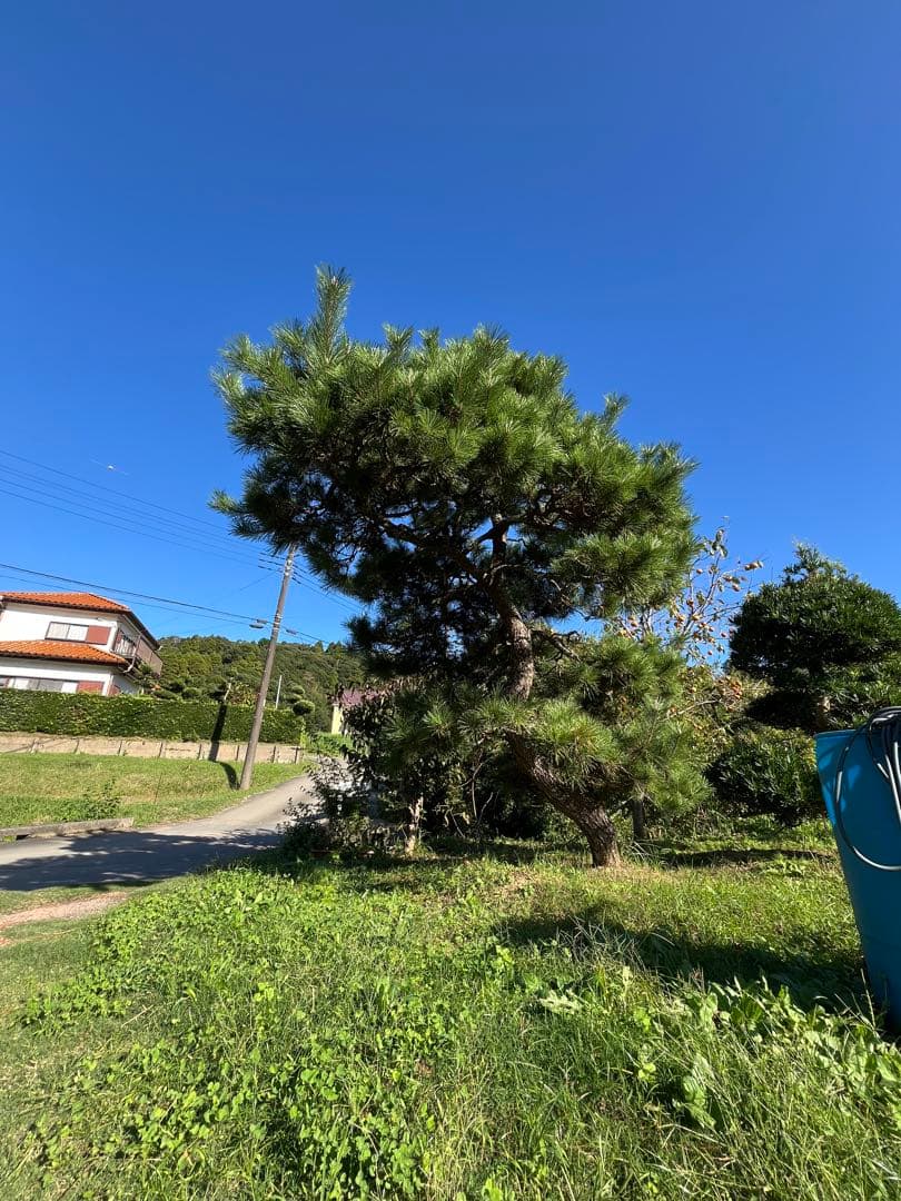 中型 松 健康的な針葉樹　黒松　庭木