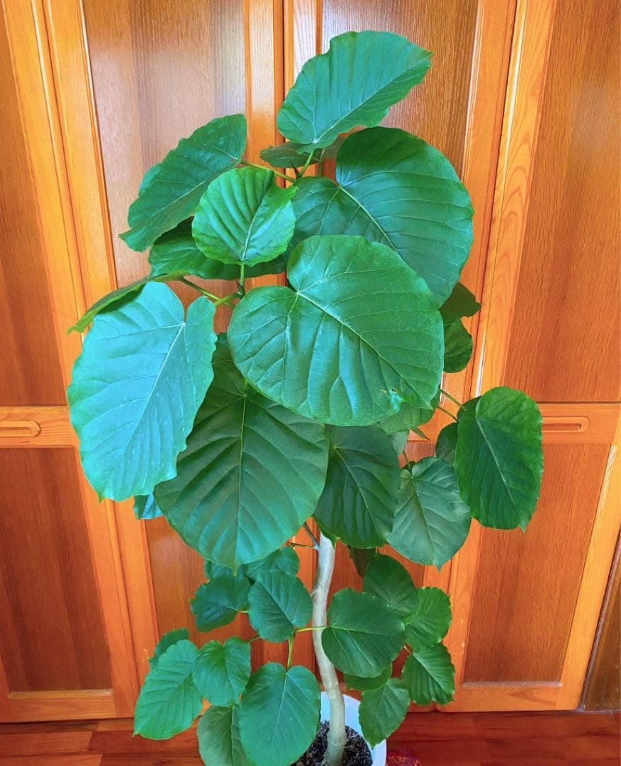 フィカスウンベラータ 8号鉢 高さ155cm