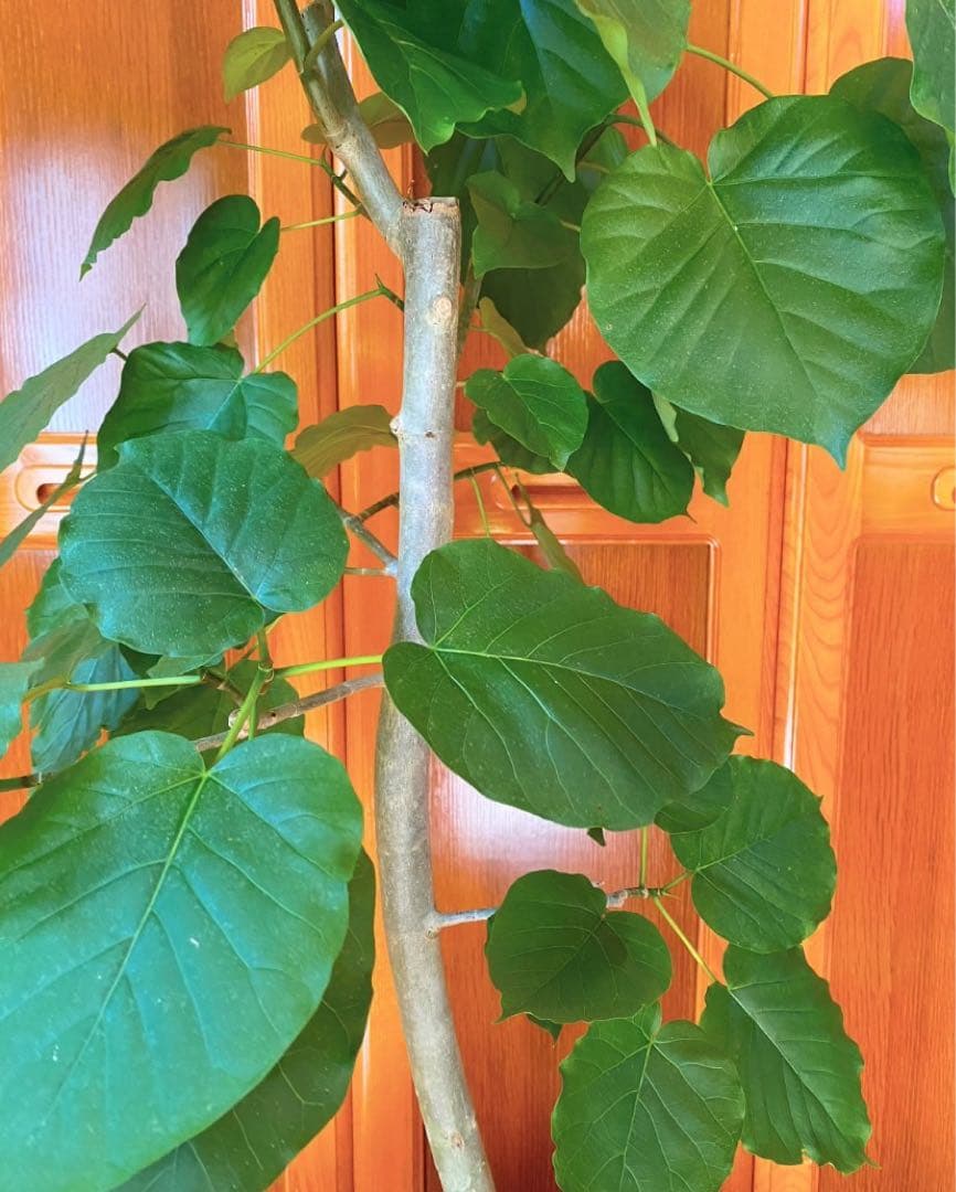 フィカスウンベラータ 8号鉢 高さ155cm