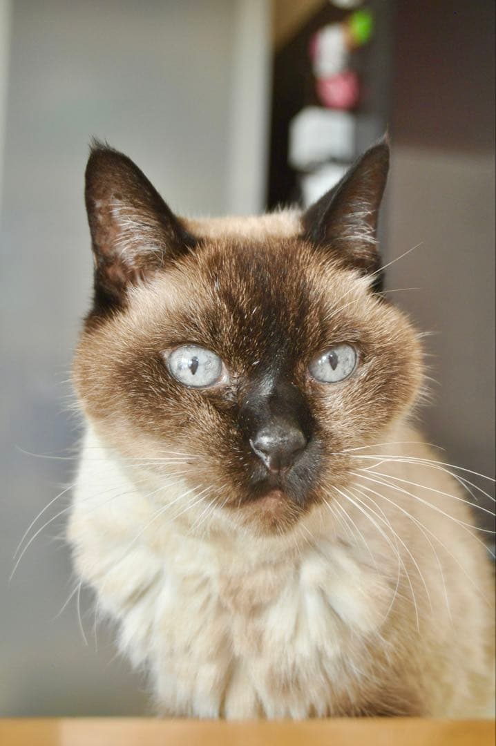 Nikon D5000 デジタル一眼レフカメラ　【SDカード付き】