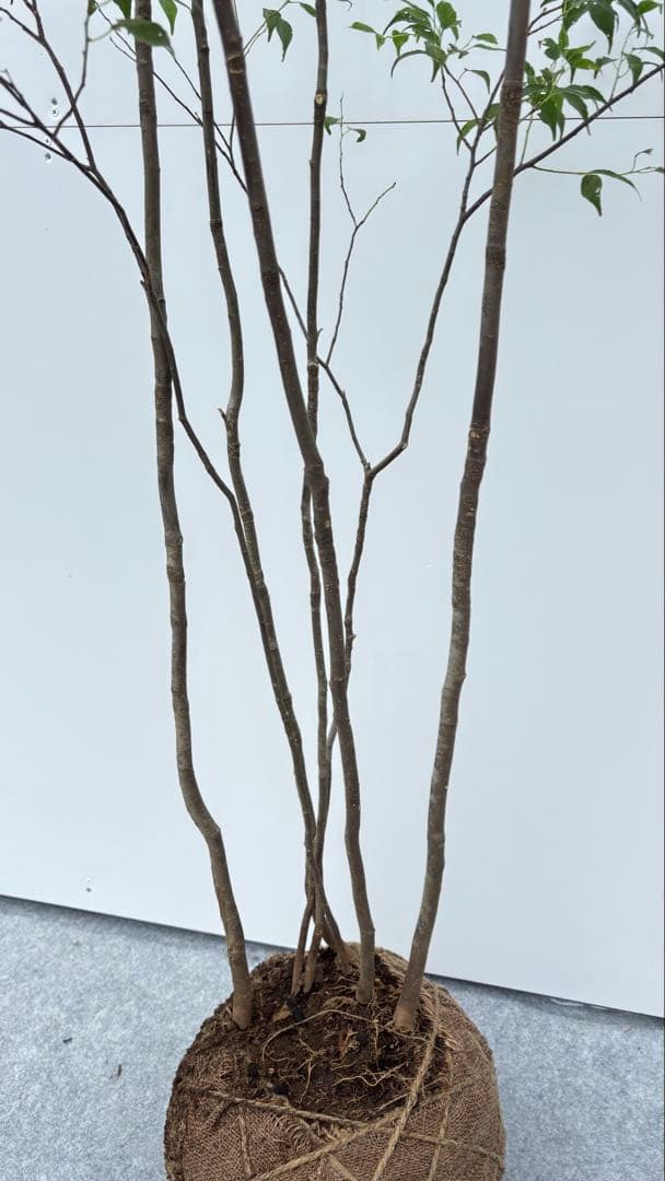 美しい樹形が魅力的 山採り ハイノキ 株立 645 樹高1.6m位 高級樹