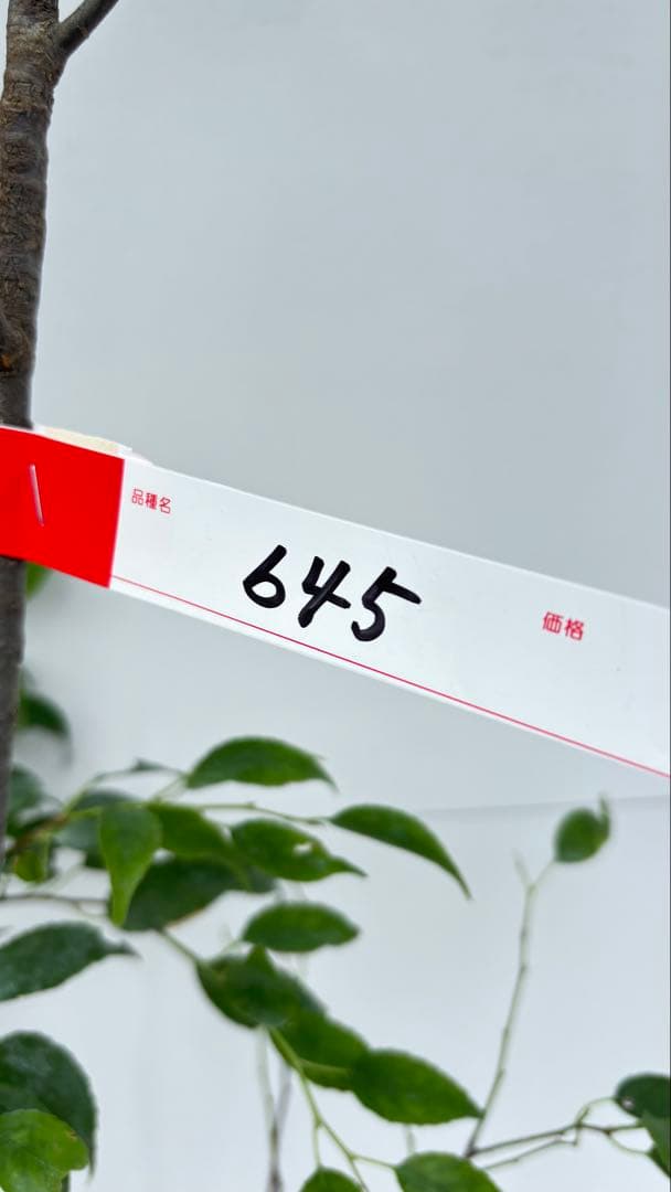 美しい樹形が魅力的 山採り ハイノキ 株立 645 樹高1.6m位 高級樹