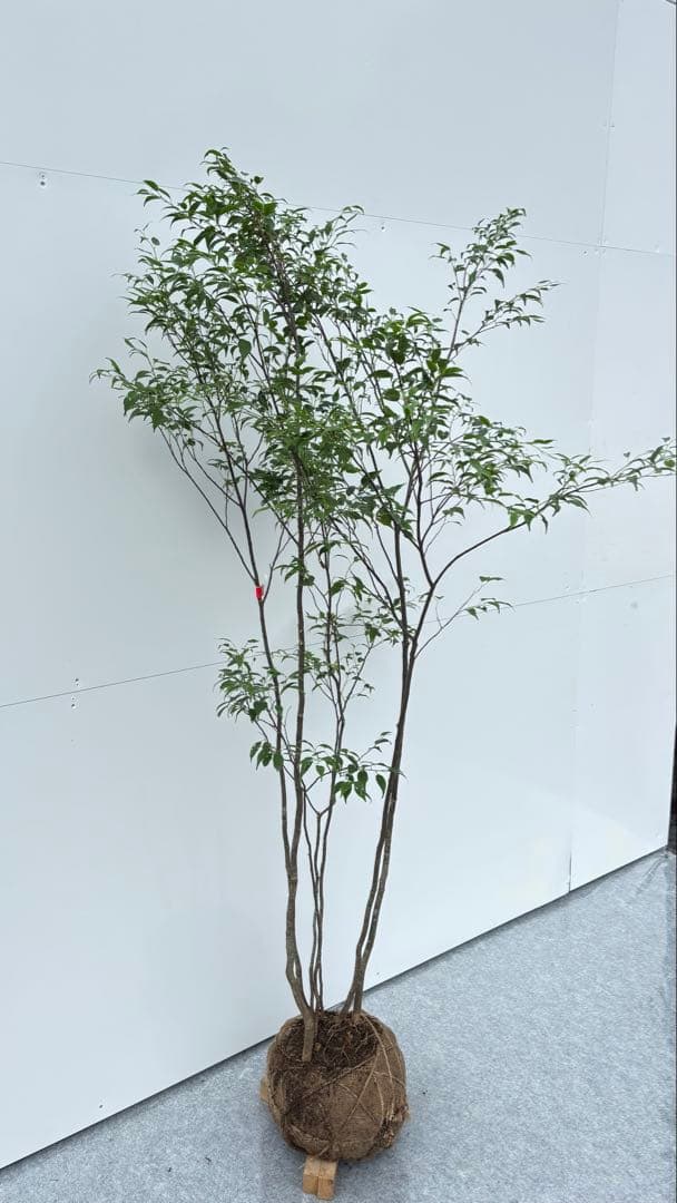 美しい樹形が魅力的 山採り ハイノキ 株立 645 樹高1.6m位 高級樹