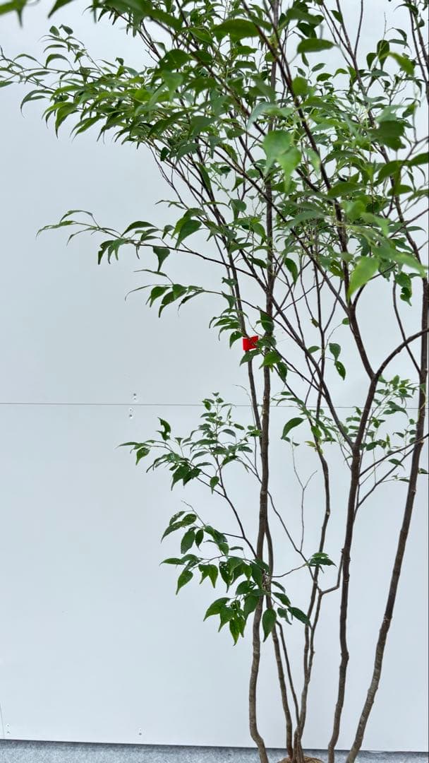 美しい樹形が魅力的 山採り ハイノキ 株立 645 樹高1.6m位 高級樹