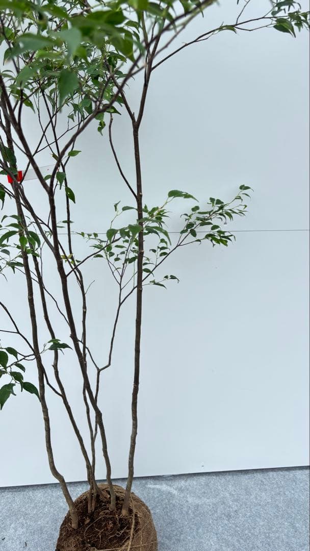 美しい樹形が魅力的 山採り ハイノキ 株立 645 樹高1.6m位 高級樹