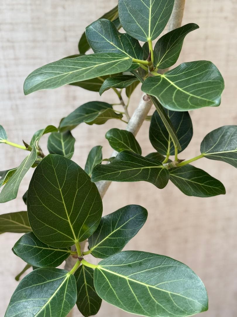 ☆ フィカス ベンガレンシス♪150cm リビングサイズ 曲がりフォルム♪