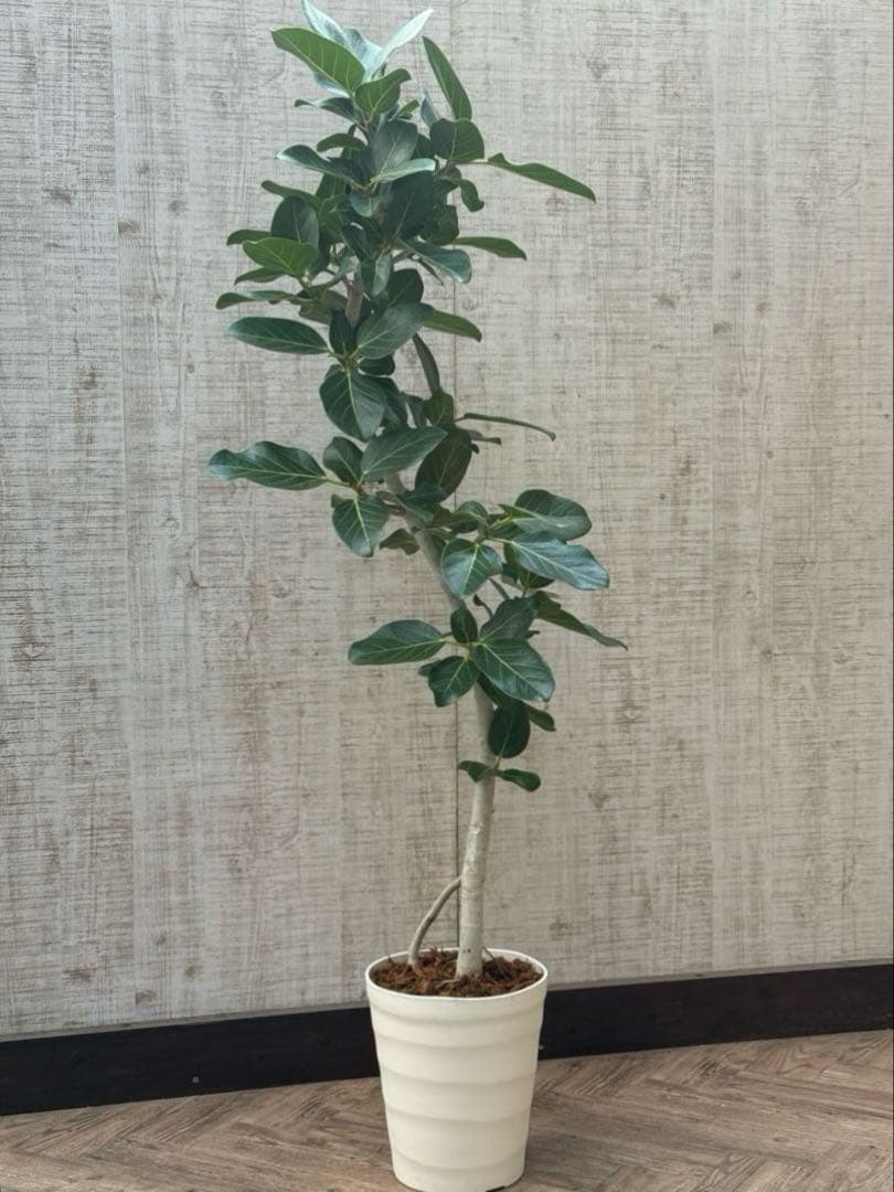 ☆ フィカス ベンガレンシス♪150cm リビングサイズ 曲がりフォルム♪