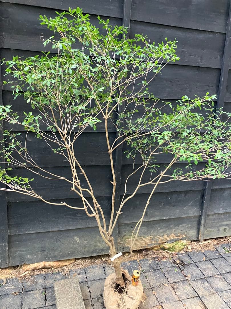 61 山採り　ドウダンツツジ